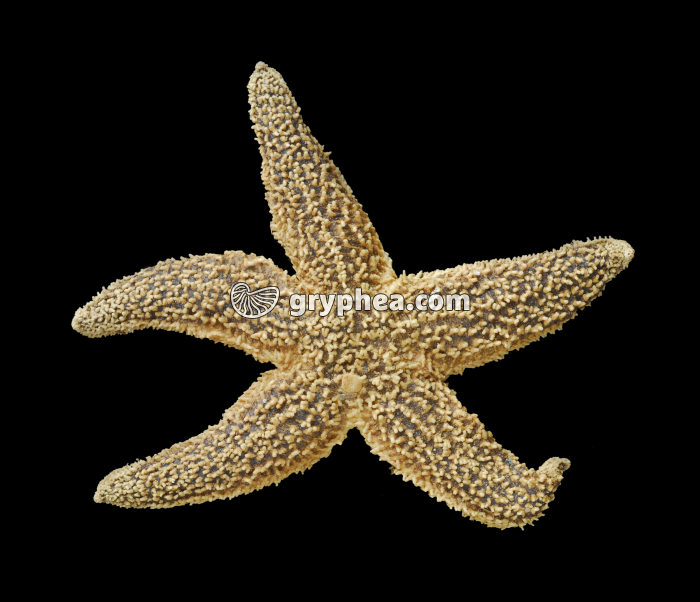 Test d'étoile de mer actuelle - gryphea.com